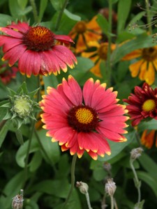 Picture of a Helenium