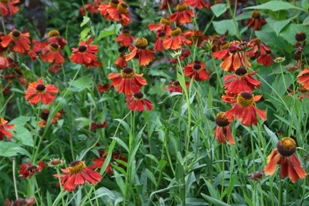 Picture of Helenium flowers