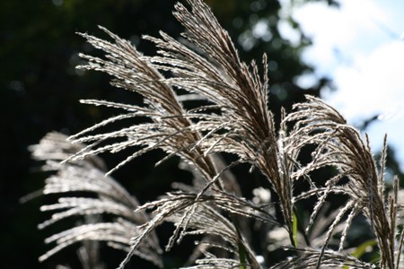 Picture of Miscanthus