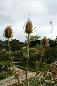 Picture of Teasel